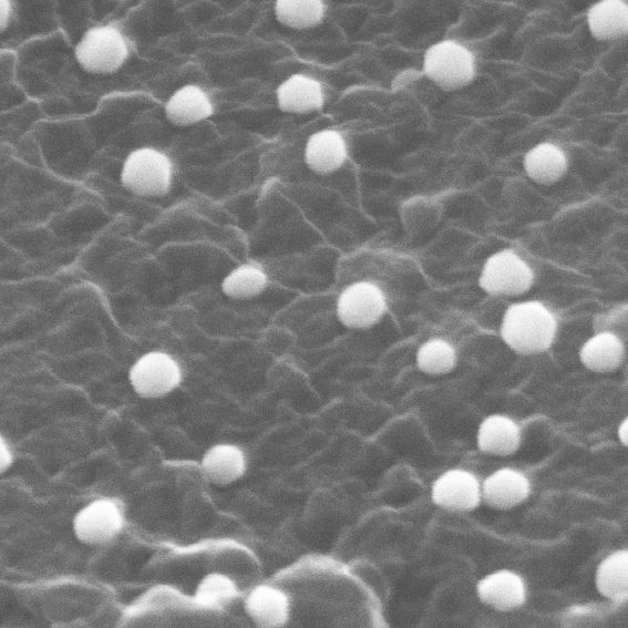 Greyscale SEM image, tilted view, of bright spherical nanoparticles on a rough surface.